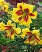 Lilium ROBET SWANSON